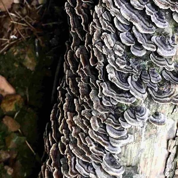 Coriolus Versicolor Ekstrakt 10%~50% Polysachrides PSK PSP Turkey tail Ekstrakt grzybów
