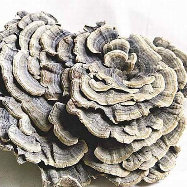 Coriolus Versicolor Ekstrakt 10%~50% Polysachrides PSK PSP Turkey tail Ekstrakt grzybów