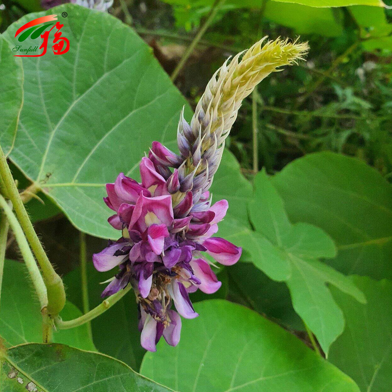 Chiny Fabryka Ekstrakt korzenia naturalnego kudzu Puerarin z 25% 60% 98% Do wyboru