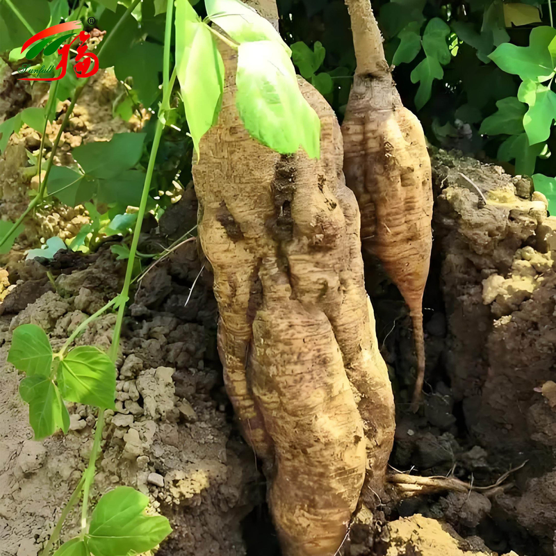 Chiny Fabryka Ekstrakt korzenia naturalnego kudzu Puerarin z 25% 60% 98% Do wyboru