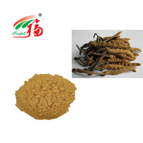 Pustka grzybów Cordyceps 80 Mesh dla wsparcia odpornościowego 25kg bęben
