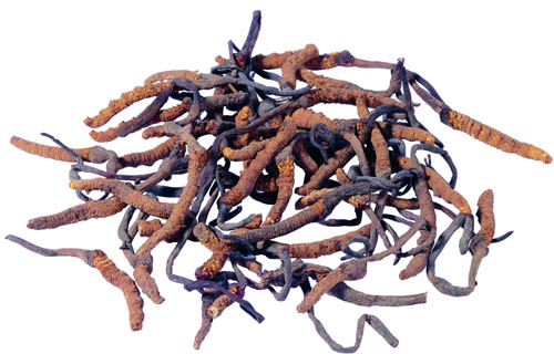 Cienkie brązowe żółte proszek ekstrakt Cordyceps Sinensis do produktów medycznych