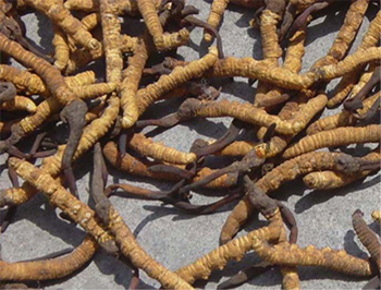 Ekstrakt z Cordyceps Sinensis w proszku z 10% polisacharydów o działaniu przeciwzapalnym, drobny, brązowo-żółty proszek