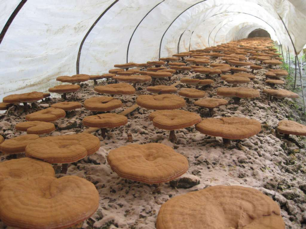 Ekstrakt z grzyba Reishi 50% polisacharydów z owocnika do żywności funkcjonalnej i produktów zdrowotnych