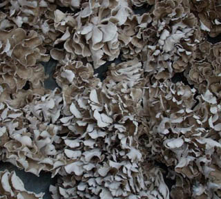 Fine Brown Yellow Maitake Mushroom Extract Powder with 20% Polysaccharides for Functional Food and Health Care Products to Enhance Immunity and Anti-tumor Activity