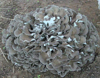 Drobny brązowo-żółty ekstrakt z grzybów Maitake w proszku z 40% polisacharydów dla wzmocnienia odporności i aktywności przeciwnowotworowej