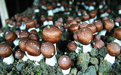 Ekstrakt Agaricus Blazei w proszku z 30% polisacharydów do żywności funkcjonalnej i produktów zdrowotnych