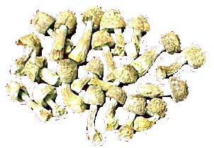 Ekstrakt Agaricus Blazei w proszku z 20% polisacharydami do funkcjonalnych produktów spożywczych i produktów służących ochronie zdrowia