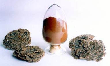 Ekstrakt z Coriolus Versicolor 50% polisacharydów do żywności funkcjonalnej w celu regulacji poziomu cukru we krwi i redukcji flegmy