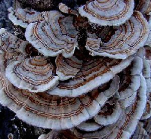 Coriolus Versicolor Extract 30% Polisacharydów do żywności funkcjonalnej z właściwościami przeciwnowotworowymi regulującymi poziom cukru we krwi i zmniejszającymi śluz