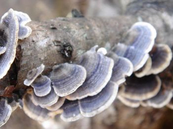 Coriolus Versicolor Extract 30% Polisacharydów do żywności funkcjonalnej z właściwościami przeciwnowotworowymi regulującymi poziom cukru we krwi i zmniejszającymi śluz