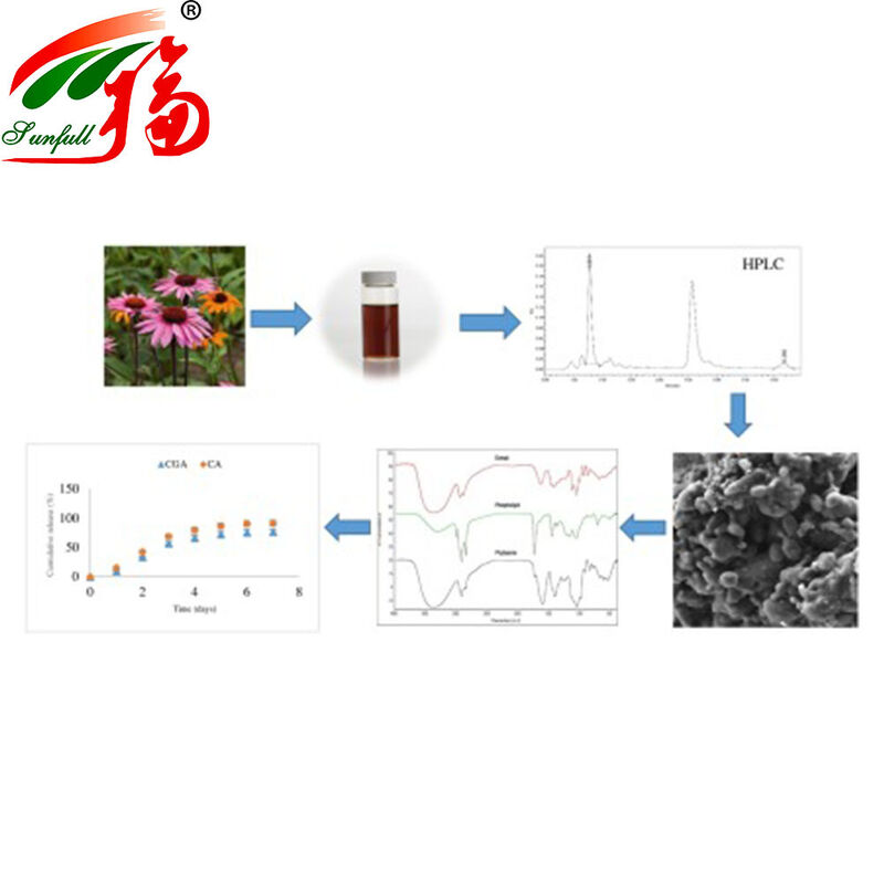 Factory Direct Echinacea Extract 4% Polyphenols 1-4% Cichoric Acid Immune Boosting Herbal Plant Extract