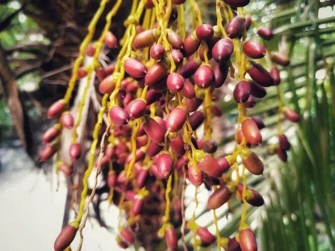 Wysokiej mocy ekstrakt z palmy sabałowej 45% kwasów tłuszczowych (Serenoa Repens) - Premium koncentrat dla zdrowia prostaty i zaawansowanych formuł