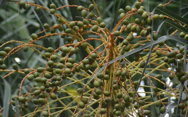 Wysokiej mocy ekstrakt z palmy sabałowej 45% kwasów tłuszczowych (Serenoa Repens) - Premium koncentrat dla zdrowia prostaty i zaawansowanych formuł