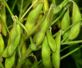 Proszek z ekstraktem izoflawonów sojowych – naturalny fitoestrogen z soi do zastosowań nutraceutycznych i żywności funkcjonalnej