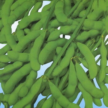 Proszek z ekstraktem izoflawonów sojowych – naturalny fitoestrogen z soi do zastosowań nutraceutycznych i żywności funkcjonalnej