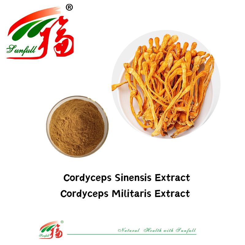 Hunan Sunfull Suplementy diety Agaricus Subrufescens/Hericium Erinaceus/Antrodia/Cordyceps Sinensis/Coriolus Versicolor/proszek z ekstraktem z grzybów