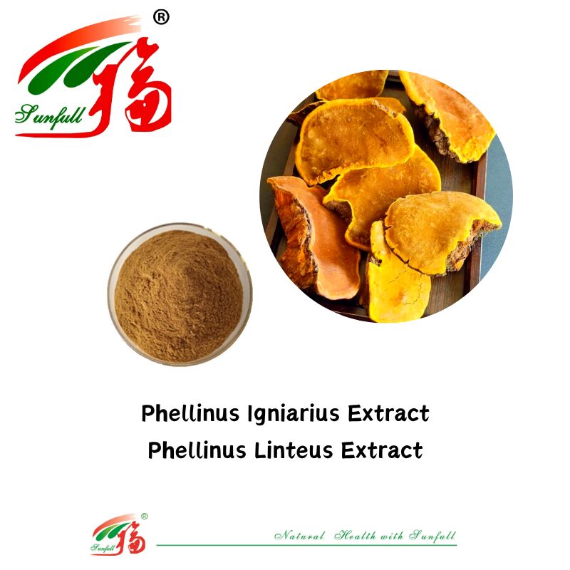 Naturalny składnik organiczny Suplementy diety Polizacharyd 10-30% Phellinus Igniarius /Ganoderma Lucidum/Chaga/Maitake / Shiitake Powder