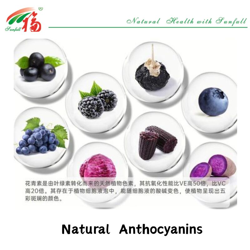 Hunan Sunfull Factory Supply Wysokiej jakości naturalne antyoksydanty Antocyjaniny 1%-25% Ekstrakt z borówki/buraków/Acai Berry/Blaccurrant/Blueberry