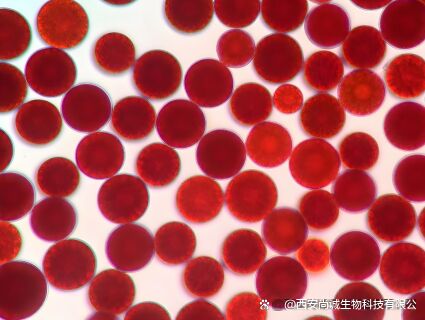 Sunfull Produkty spożywcze Przeciwutleniacze Wyposażenie zdrowotne Wysokiej jakości 1% - 10% Ekstrakt z naturalnego hematokoku pluvialis/Astaxanthin Powder