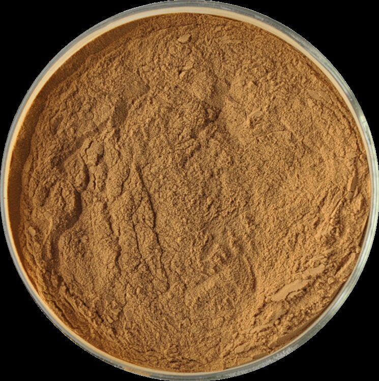 Wspierać zdrowie mężczyzn Ekstrakt z nasion fenugreek naturalnej wysokiej jakości Saponiny 20% / Glikozydy fenylethanoidowe 40% / Echinocoside 8% Ekstrakt cystanche