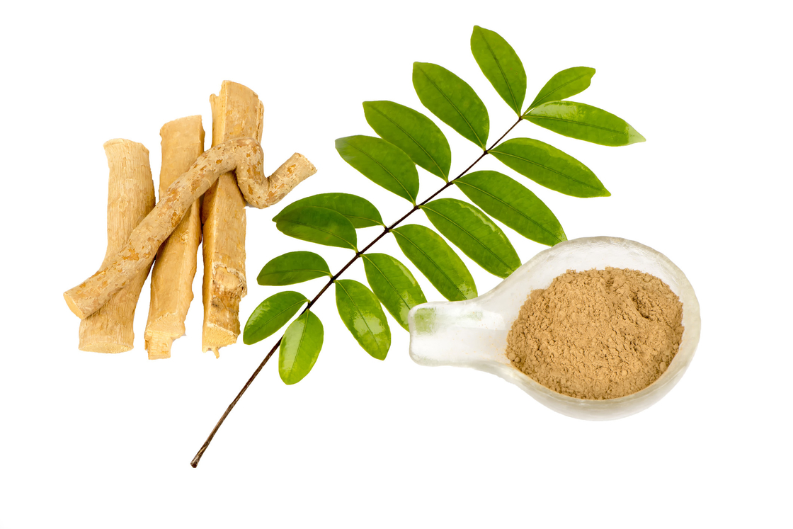0,5% ekstrakt Eurycomanone Eurycoma longifolia Root Extract w proszku do działania przeciwgorączkowego