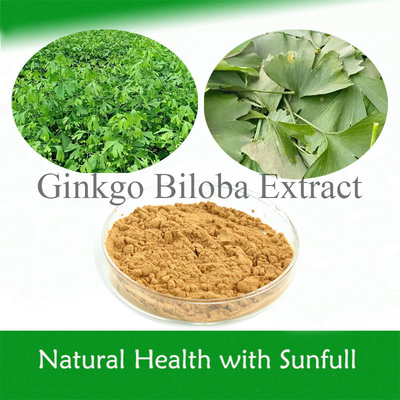 Ginkgo Biloba PE 24% całkowitych flawonów 6% laktonów terpenowych 5 ppm dla zdrowia serca