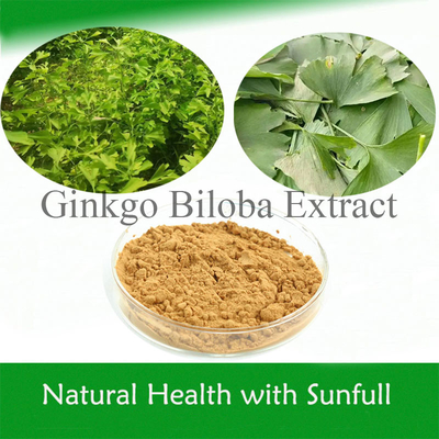 Naturalny Ginkgo Biloba Ekstrakt 24% Ginkgoflavoglikozydów 6% Terpen laktonów
